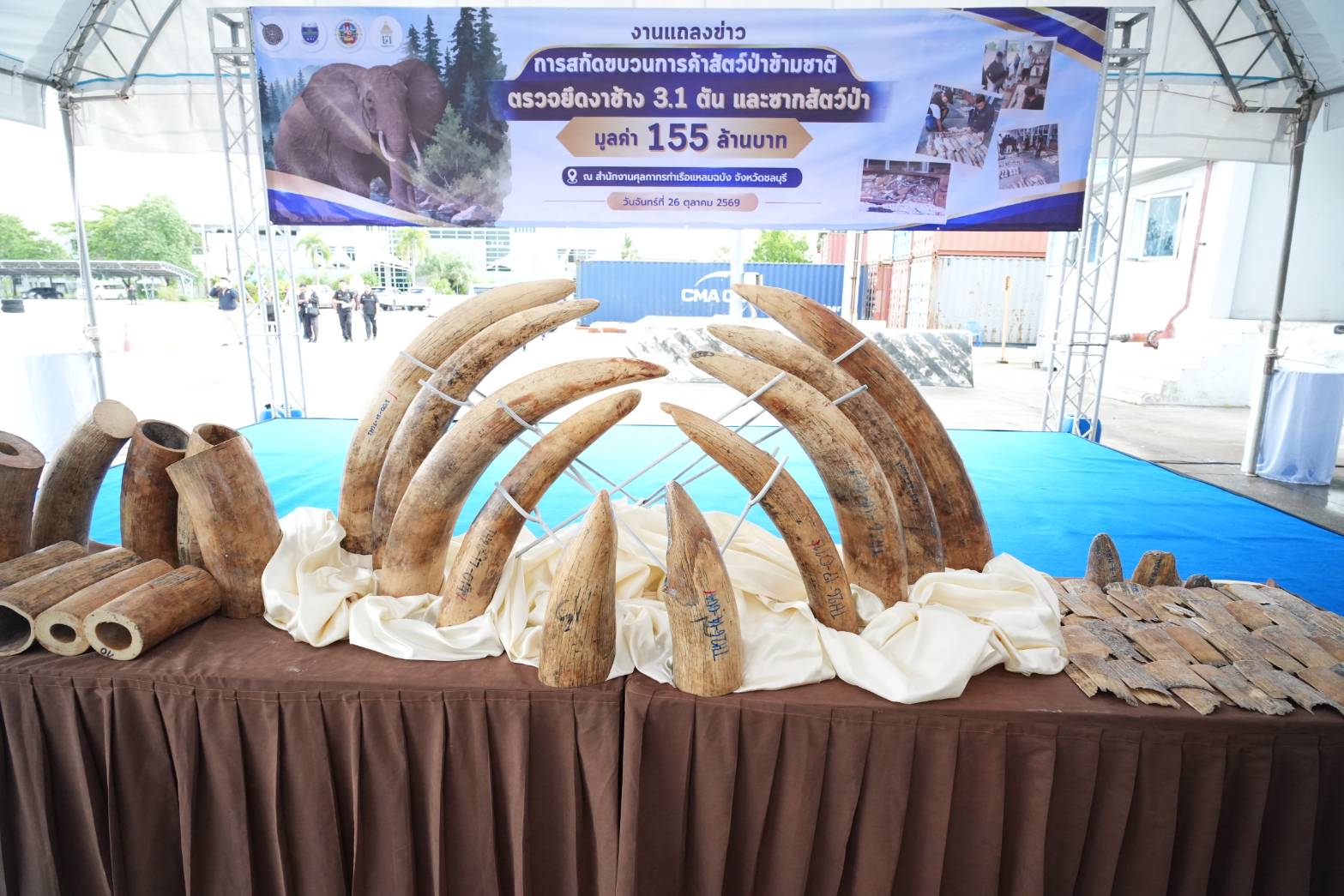 กรมศุลกากรทลายขบวนการลักลอบค้างาช้างข้ามชาติ ซุกซ่อนไม้แปรรูป ตรวจยึดกว่า 3.1 ตัน มูลค่าสูงถึง 155 ล้านบาท — ภาพที่ 14