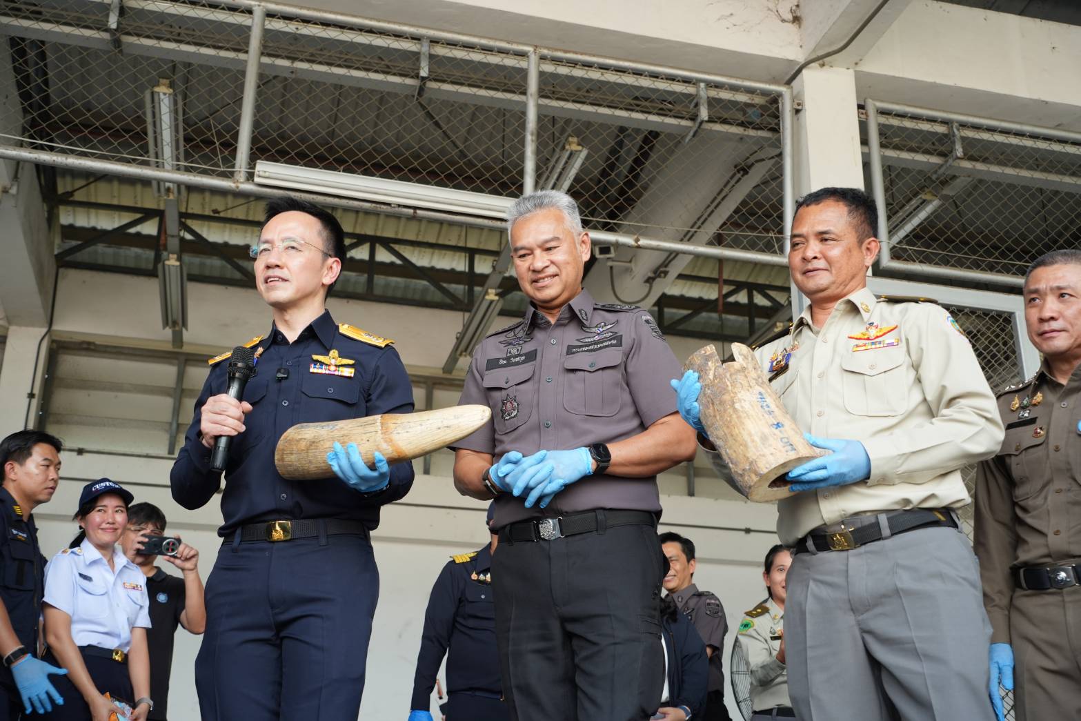 กรมศุลกากรทลายขบวนการลักลอบค้างาช้างข้ามชาติ ซุกซ่อนไม้แปรรูป ตรวจยึดกว่า 3.1 ตัน มูลค่าสูงถึง 155 ล้านบาท — ภาพที่ 8