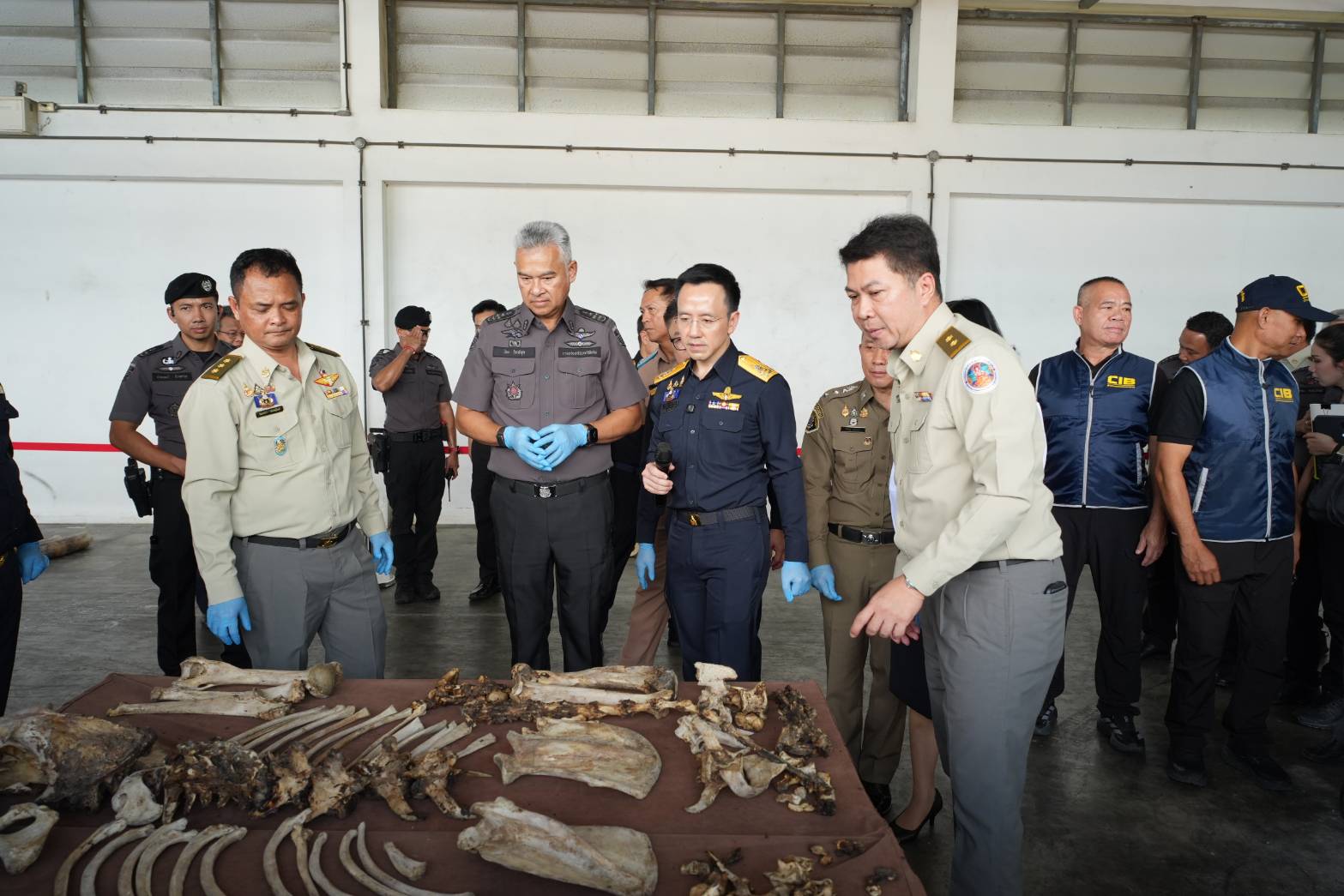 กรมศุลกากรทลายขบวนการลักลอบค้างาช้างข้ามชาติ ซุกซ่อนไม้แปรรูป ตรวจยึดกว่า 3.1 ตัน มูลค่าสูงถึง 155 ล้านบาท — ภาพที่ 9